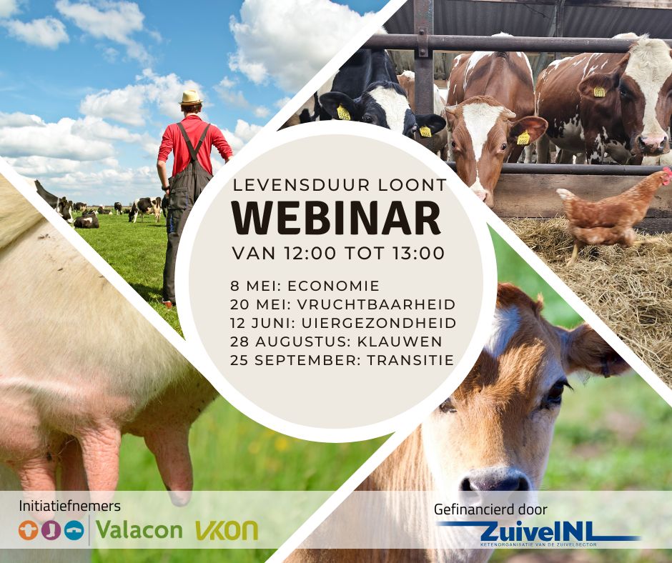 Wat levert levensduurverlenging op? Gezonde, oudere koeien produceren efficiënter en er is minder vervanging nodig omdat de koeien langer meegaan. Aan de andere kant kun je misschien ook meer kosten verwachten. Dit webinar over Klauwgezondheid is onderdeel van een serie over levensduur en gericht op erfbetreders.