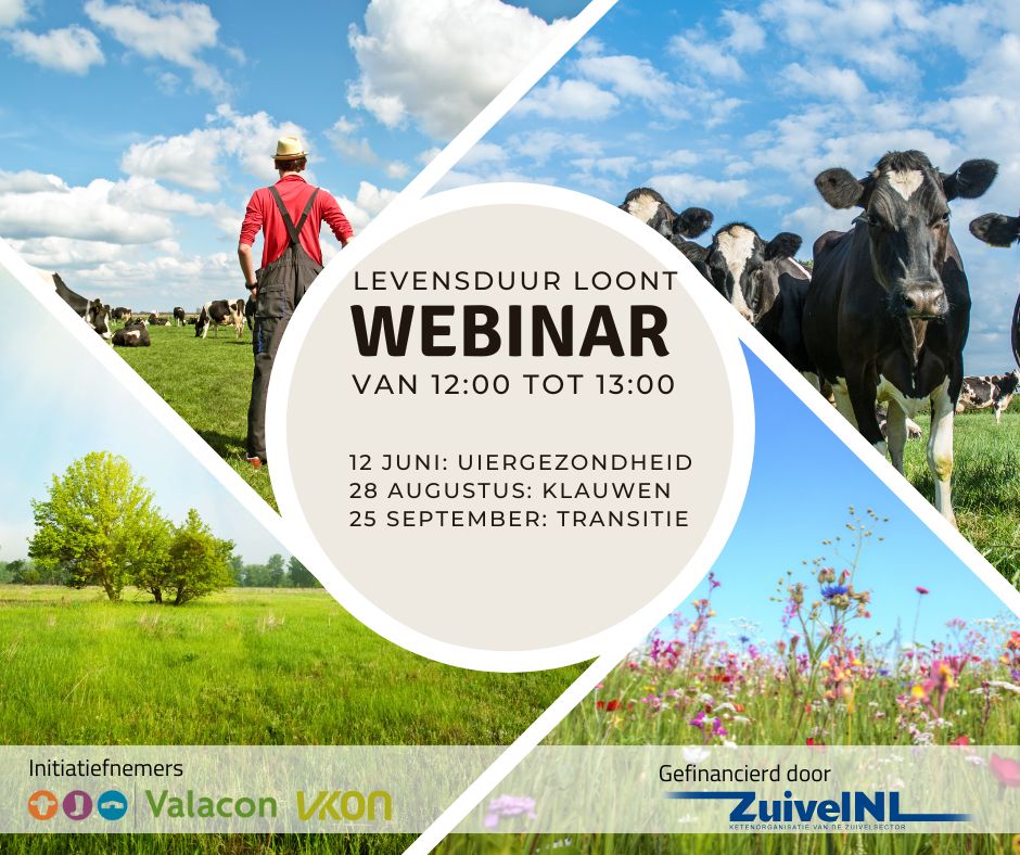 Wat levert levensduurverlenging op? Gezonde, oudere koeien produceren efficiënter en er is minder vervanging nodig omdat de koeien langer meegaan. Aan de andere kant kun je misschien ook meer kosten verwachten. Dit webinar over uiergezondheid is onderdeel van een serie over levensduur en gericht op erfbetreders.