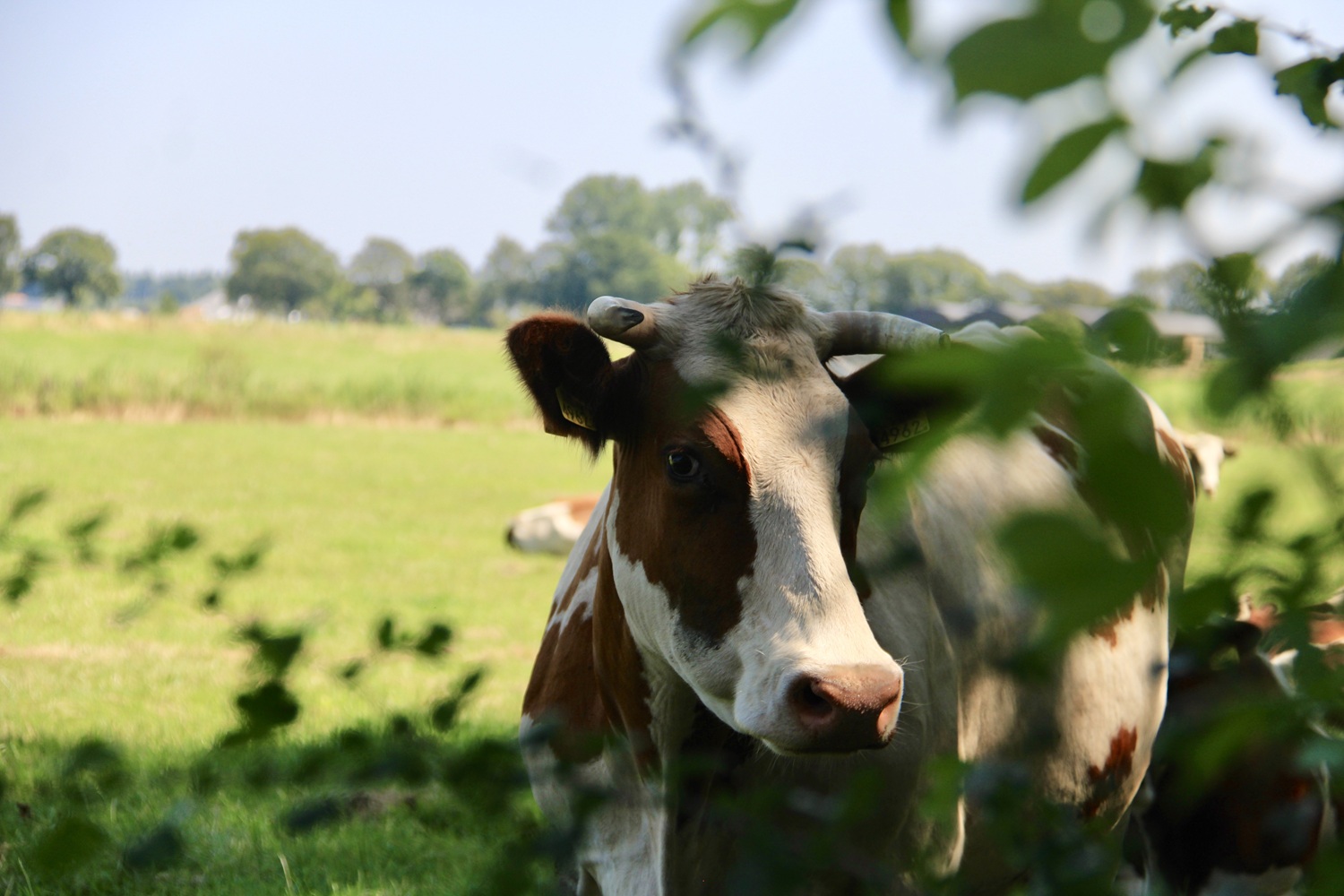 IMG_2472_Agroforestry_Micha